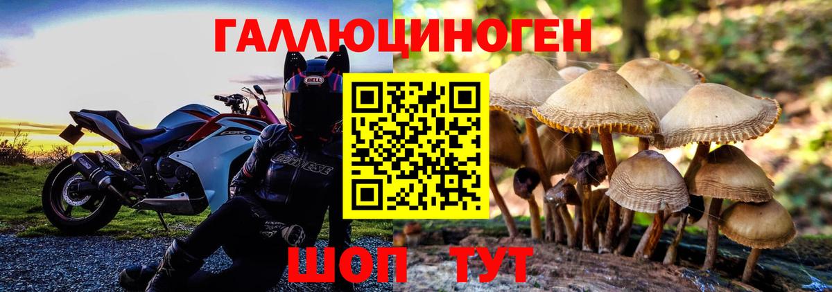 Псилоцибиновые грибы Psilocybe Елизово
