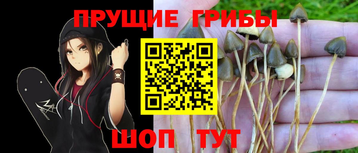 Псилоцибиновые грибы ЛСД  закладки  Елизово  Вход с VPN 